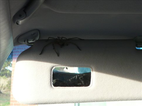 Arachnofobik by mal byť pri nasadaní do auta maximálne opatrný...