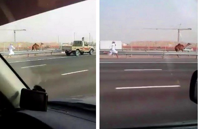 Ellie Long a jej rodina natočila šejka bez topánok prenasledujúceho ťavu pozdĺž Shahamat Road v Abu Dhabi