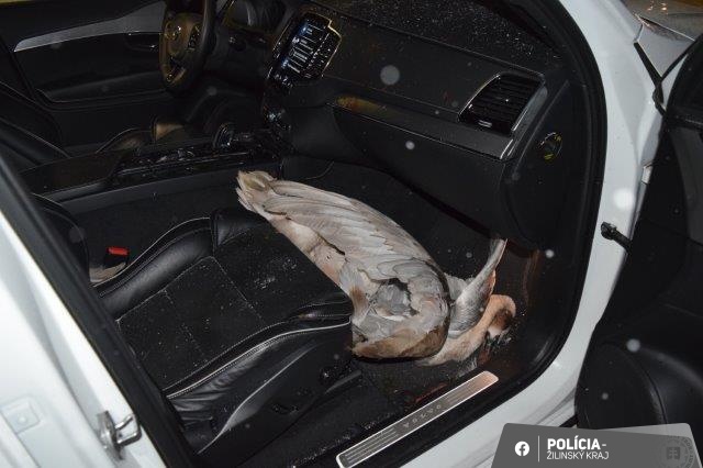 Na D3 pri ZA došlo k neobvyklej dopravnej nehode. Vodič Volva sa zrazil s letiacou labuťou. Aké nebezpečenstvo predstavuje zrážka so zvieraťom? Prečo sú zrážky nebezpečné bez ohľadu na veľkosť zvieraťa? Čo robiť po zrážke a ako postupovať podľa zákona?