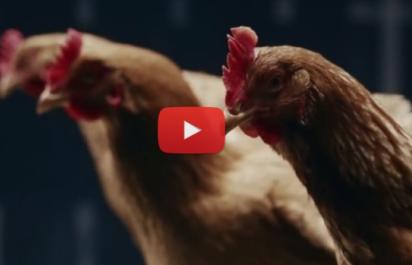 Video: Sliepky a Mercedes?