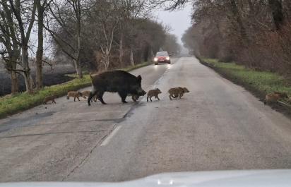 Pri zrážke so zverou vám SUV nepomôže. Kto preplatí škody a čo robiť po nehode so zvieraťom?
