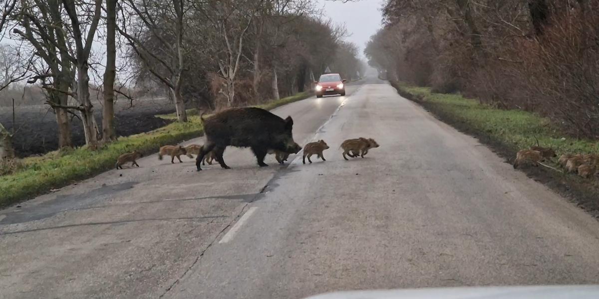 Pri zrážke so zverou vám SUV nepomôže. Kto preplatí škody a čo robiť po nehode so zvieraťom?